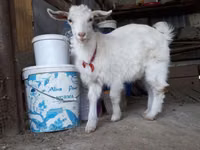 Cabras (lote, sexo no especificado), Saanen goat — foto 5
