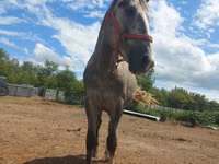 حصان, Altai horse — الصورة 4