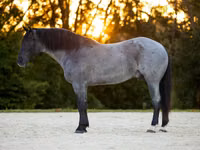 Hengst, Percheron — Foto 2