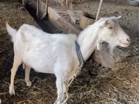 Goat, Dutch Landrace goats — photo 5