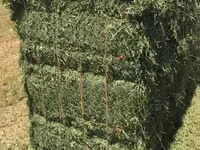 Lucerne Hay, Pellets Seeds — الصورة 2