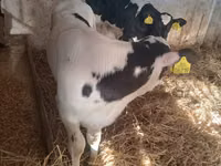 Toro, Russian Black pied cattle — foto 1