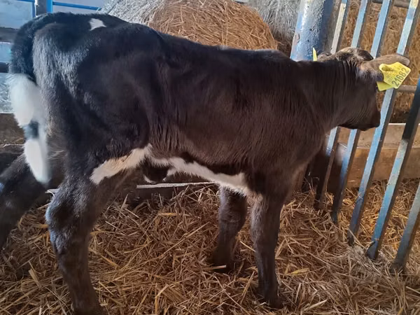 Vaca, Russian Black pied cattle