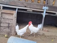 Bantam japonesa — foto 1
