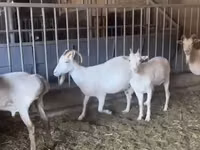 Goat, Pomellata goat — photo 4