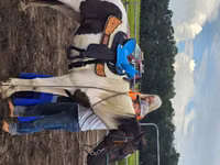Horse (M), American paint horse — photo 6