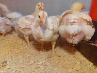 Chickens — photo 3