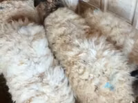 Ram, Sheep — photo 3
