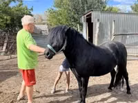 Horse (M), Welsh Cob — photo 3
