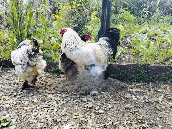 Chickens