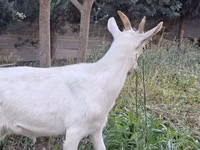 Cabras (lote, sexo no especificado), Saanen goat — foto 7