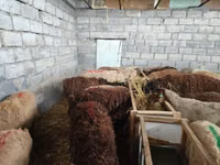 Schaf, Beulah Speckled face sheep — Foto 5