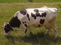 गाय, Russian Black pied cattle — फ़ोटो 1