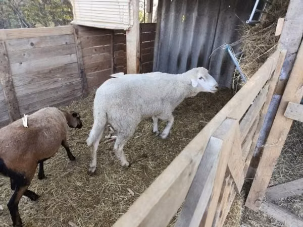 Widder, Cameroon sheep