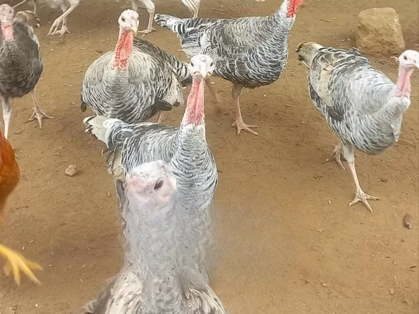 Turkeys