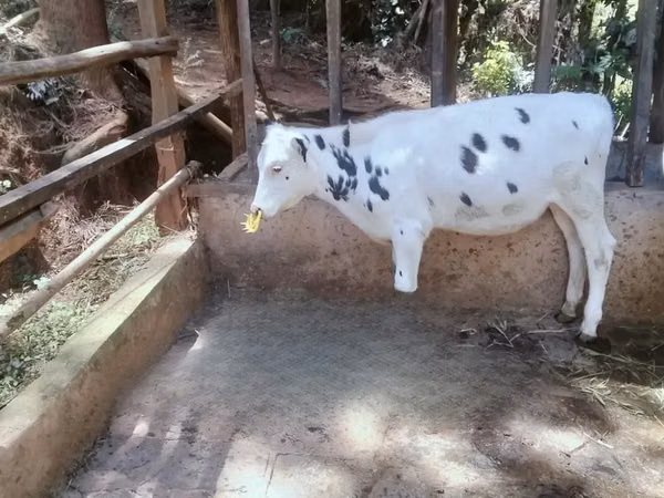 Cow, Holstein breed