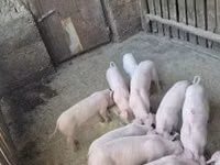 Pigs (batch, sex not specified) — photo 2