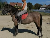 घोड़ी, Polish pony — फ़ोटो 1