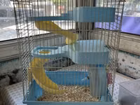 Hamster və balaca gəmiricilər üçün qəfəs - Rəng: açıq mavi plastik — 照片 1