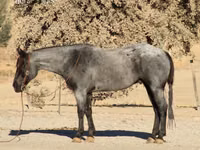 Horse (M), Quarter Horse — photo 2