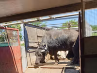 Cow, African Buffalo — photo 1