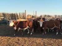 ثور, Simmental cattle — الصورة 1