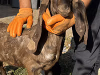 बकरी, Kamori goats — फ़ोटो 4