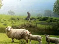 绵羊（批次，未指定性别）, Karachay sheep — 照片 8