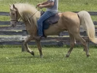 Horse (M), Rocky Mountain Horse — photo 2