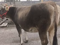 Cow, Swiss cattle — photo 5