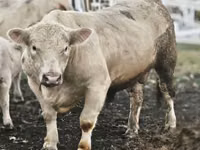 Bull, Charolais cattle — photo 1