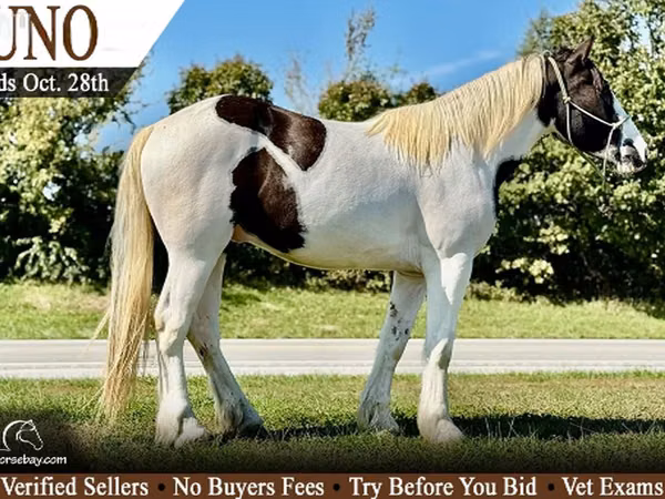 Horse (M), Gypsy horse