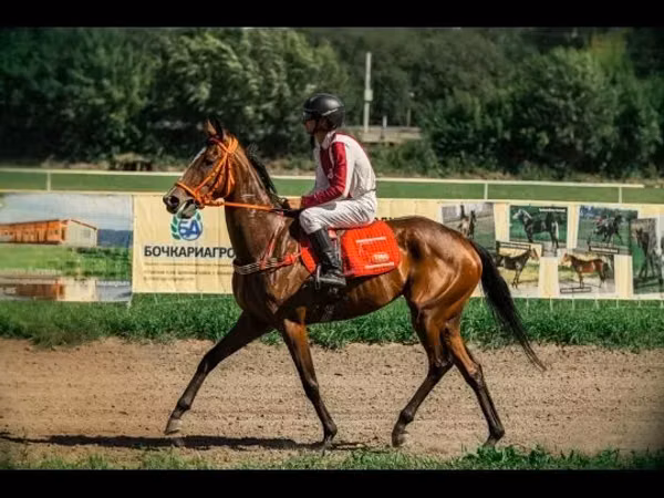 Stute, Arabian horse