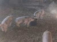 मादा सूअर, सूअर — फ़ोटो 2