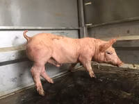 नर सूअर — फ़ोटो 4