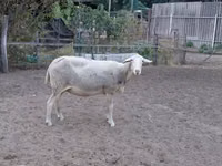 Sheep, Lacaune sheep — photo 6
