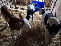 Bull, Russian Black pied cattle — photo 3