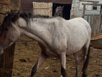 حصان, Kustanai horse — الصورة 4