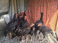 Chickens — الصورة 2