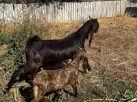 Ziege, Kamori goats — Foto 2