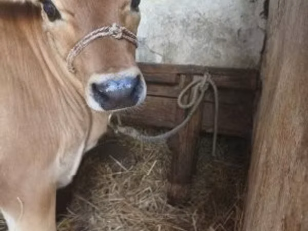 Cow, Jersey breed
