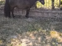 Horse (M), Australian Pony — photo 7
