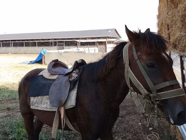 Horse (M), Horses