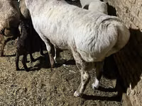 Ram, Afghan Arabi sheep — photo 2