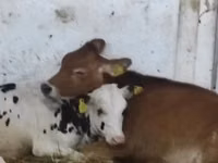 Vaca, Raza Holstein — foto 5
