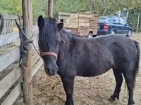 Mare, Horses — photo 1