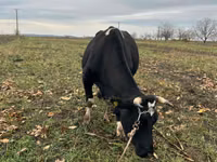 Vaca, Russian Black pied cattle — foto 3