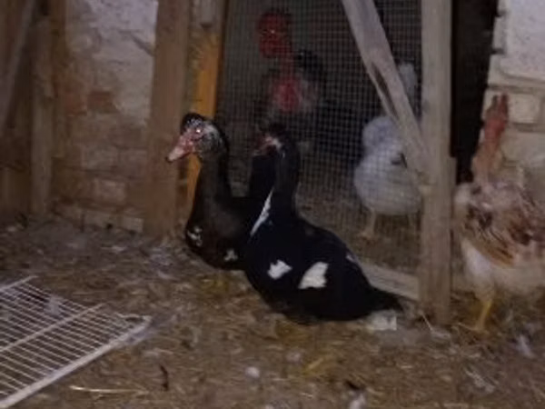 Domestic Muscovy