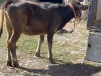 Kuh, Alatau-Rasse — Foto 2