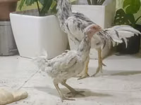 Chickens — الصورة 2